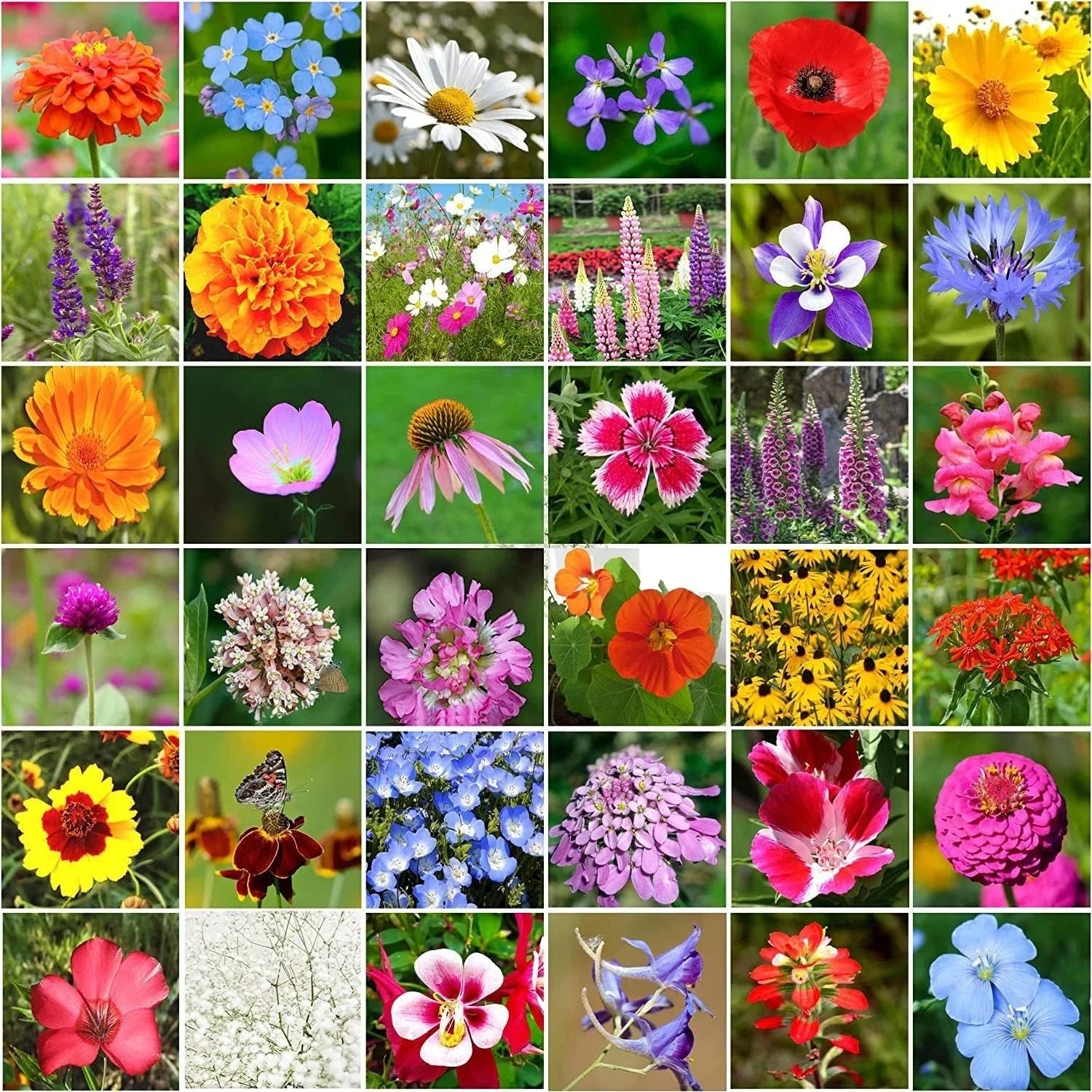 Wildflower Seeds Bulk Package - 10,000+ Seeds, 34 Perennial Varieties, Non-GMO, Ideal for Pollinators and Gardens