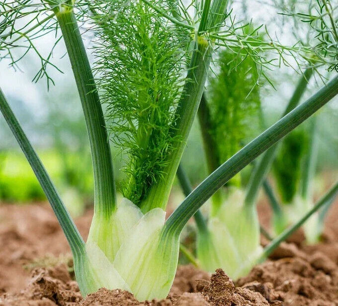 Florence Fennel Seeds - 200+ Culinary Herb Seeds for Garden, Attracts Butterflies, Foeniculum vulgare var. dulce