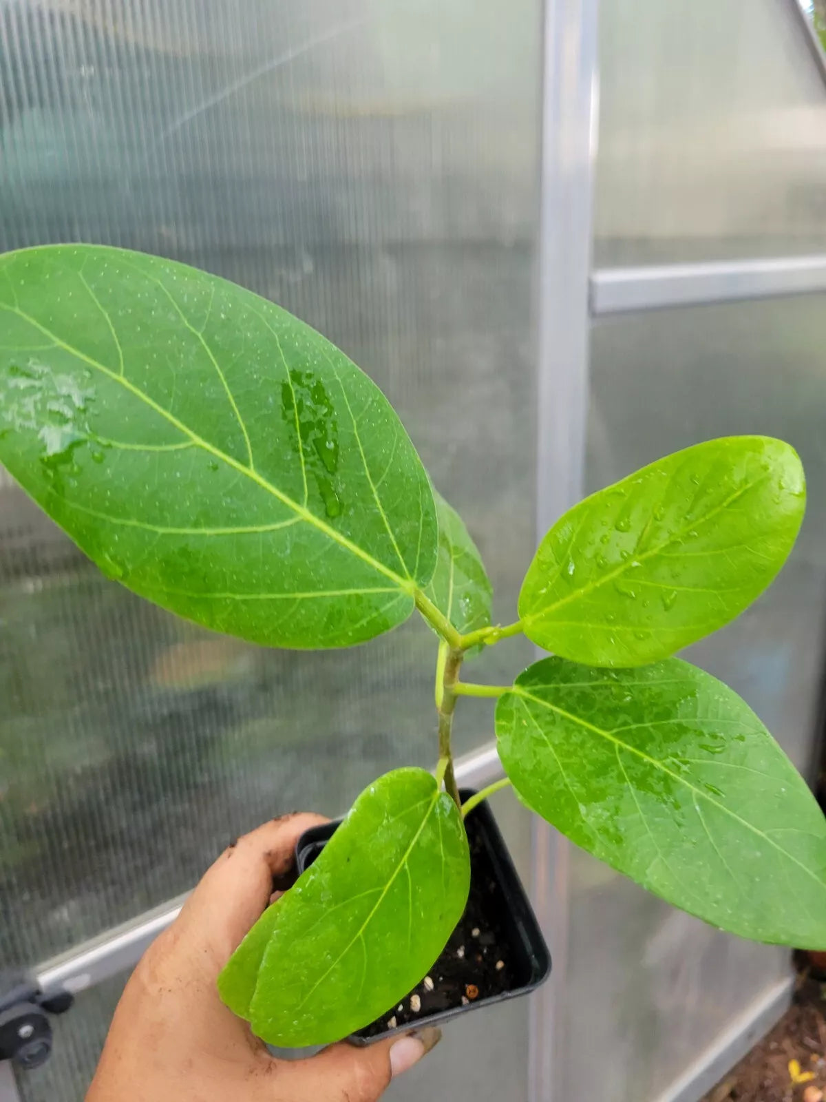Audrey Fig Tree Starter Plant 6-12 Inches Ficus benghalensis in 3 Inch Pot - Indoor Banyan Tree, Lush Green Foliage