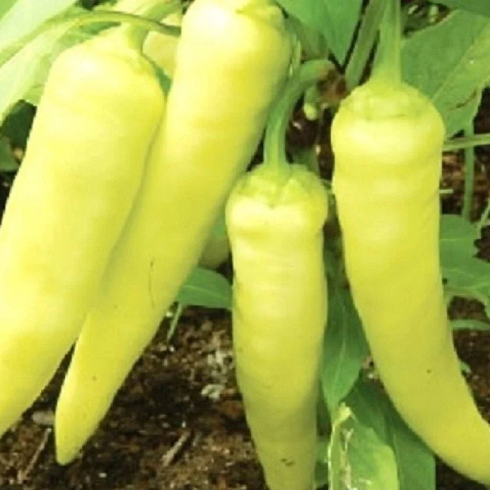 Sweet Banana Pepper Seeds - Heirloom NON-GMO - Capsicum annuum - 50 Pack - Mild Flavor for Gardening and Cooking