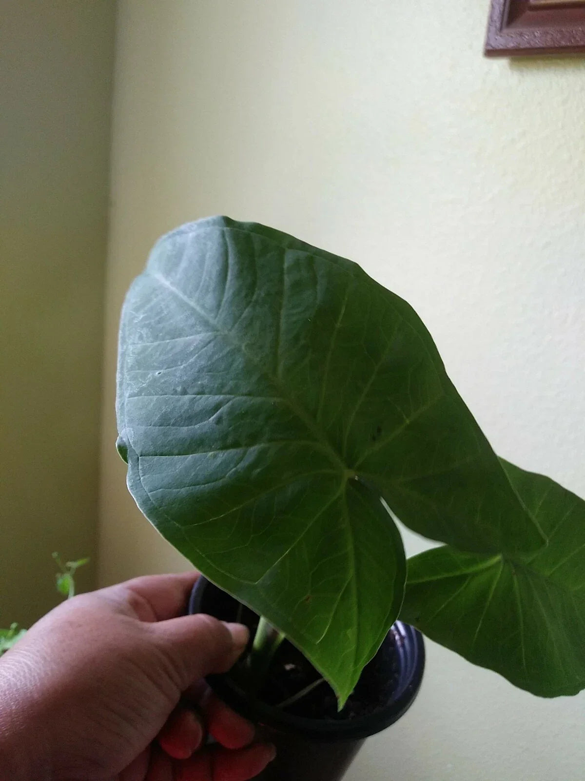 Giant Elephant Ear Plant - Small Alocasia - Large Leaves - Indoor Houseplant - Alocasia spp.