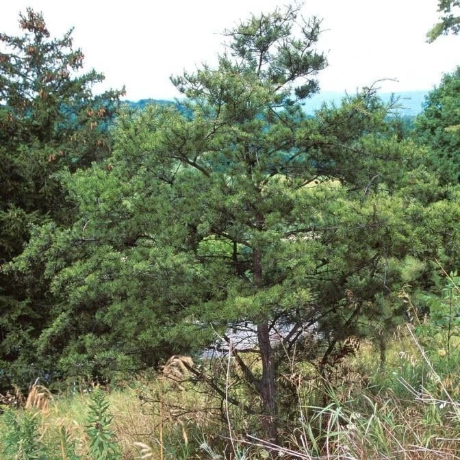 Jack Pine Tree Seedlings 12-18" Evergreen Trees for Landscaping, Pinus banksiana, Fast-Growing, Wildlife Friendly