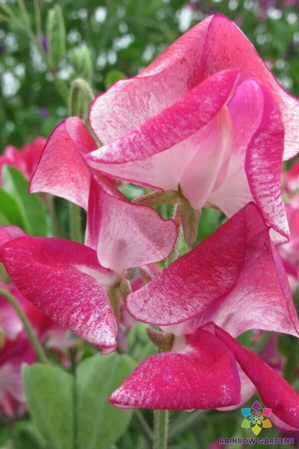 Sweet Pea Seeds Pack - 50+ Solway Classic Semi-Dwarf - Lathyrus odoratus - Fragrant Flowers - USA