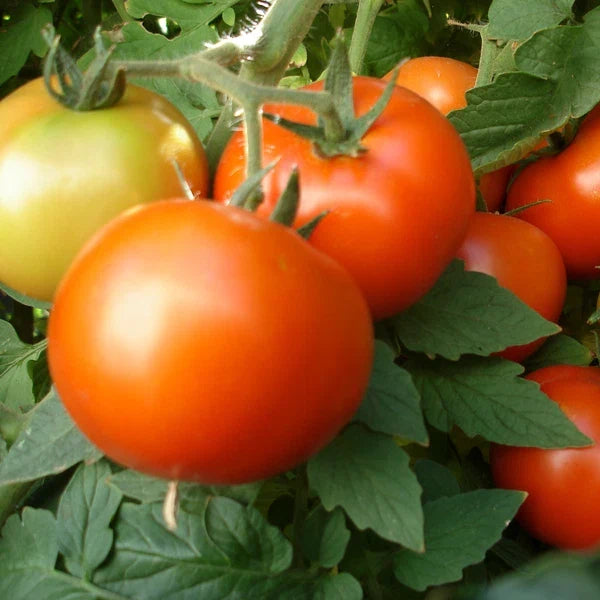 Early Girl Tomato Seeds - Non-GMO F1 Hybrid - Heirloom Variety - Solanum lycopersicum - Packet of 25 Seeds