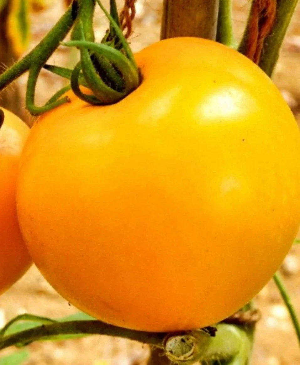 300+ Tomato Seeds - Golden Jubilee Heirloom Non-GMO - Solanum lycopersicum - Ideal for Vegetable Gardening