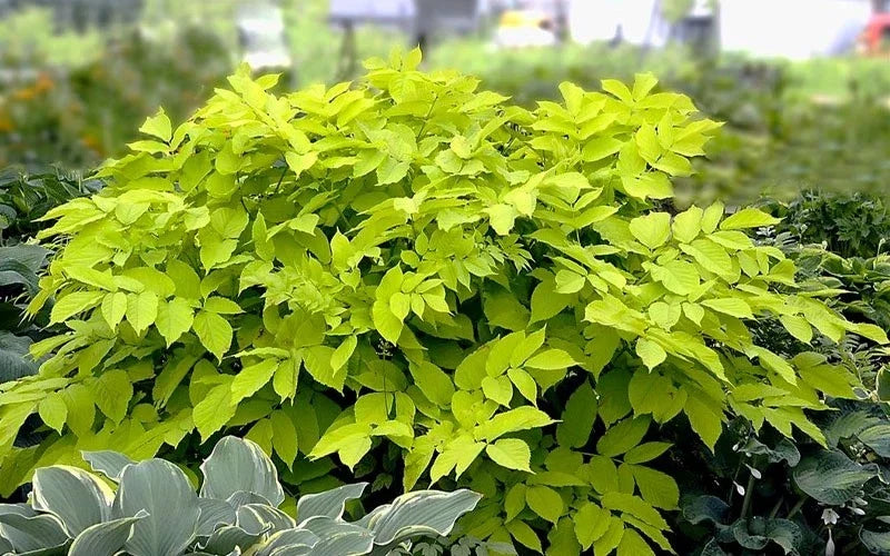 Aralia 'Sun King' Live Starter Plant, Bold Shade Perennial with Chartreuse Foliage, Japanese Spikenard, Low-Maintenance