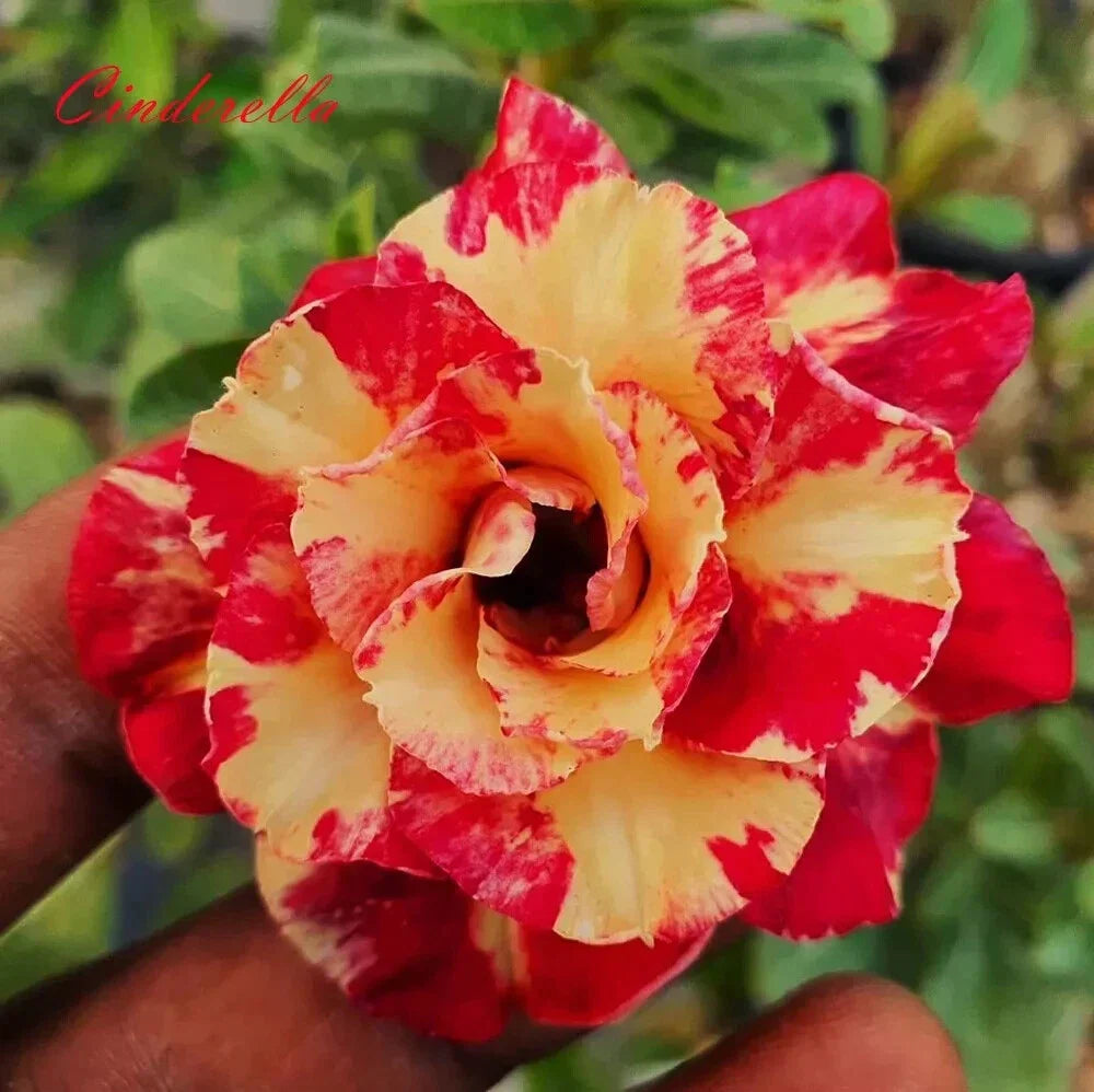 Desert Rose Seedling Plant 4-6 Inches, Cinderella Variety, Adenium Obesum, Vibrant Colorful Blooms, Easy Care Indoor/Outdoor