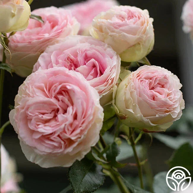 Eden Pink Climber Rose Cuttings 5-8" Unrooted Fresh Stems Rosa 'Eden' - Ideal for Propagation, Vibrant Pink Blooms