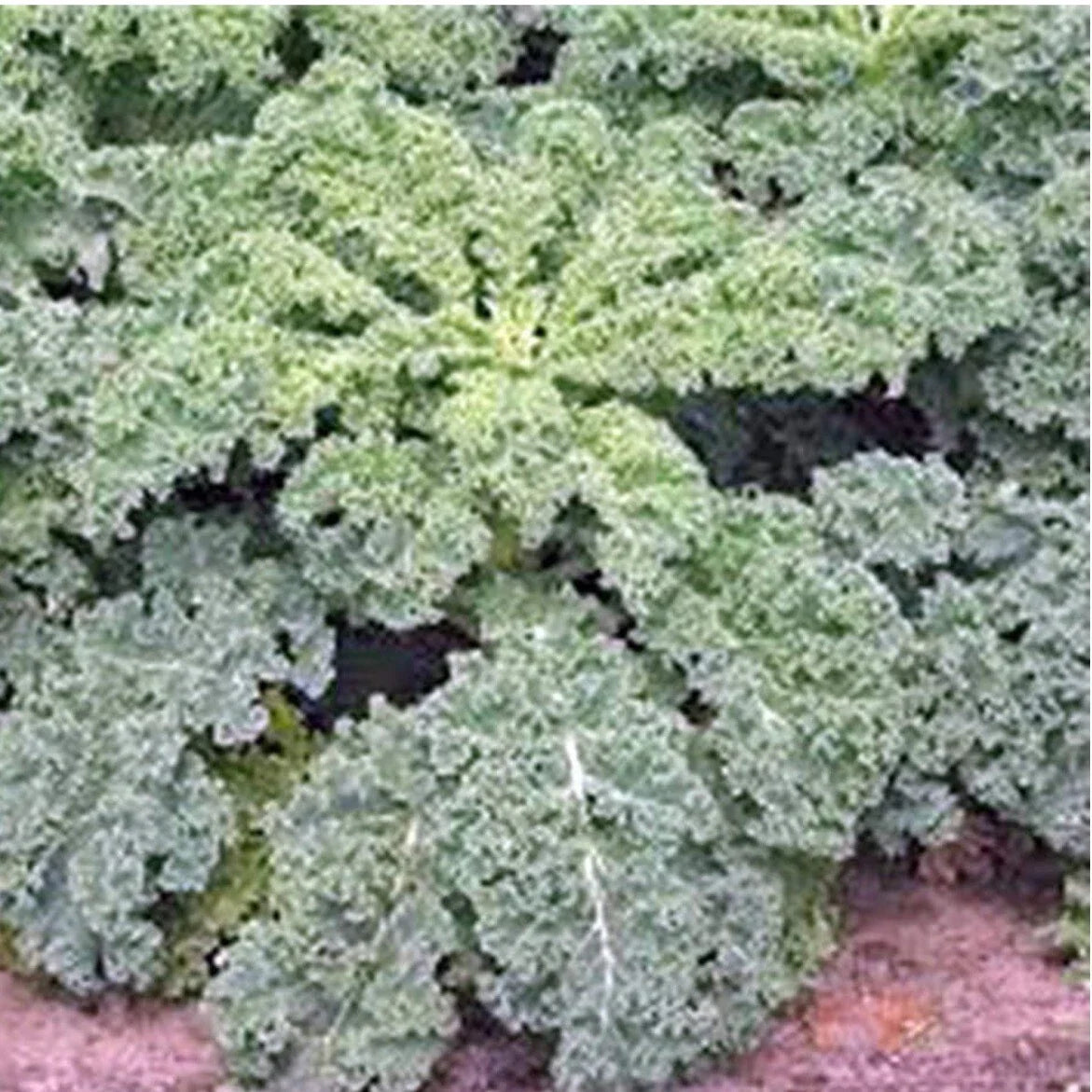 Dwarf Siberian Kale Seeds - 200+ Organic Non-GMO Seeds - Brassica oleracea var. sabellica - Cold-Tolerant Compact Plants