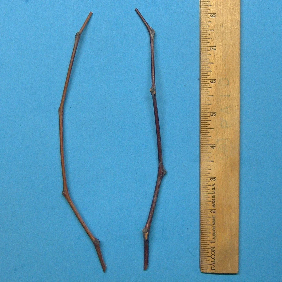 Maya Jujube Tree Cutting 8" Thin Scion Wood for Grafting - Ziziphus jujuba - Ideal for Home Gardeners and Horticulture Enthusiasts