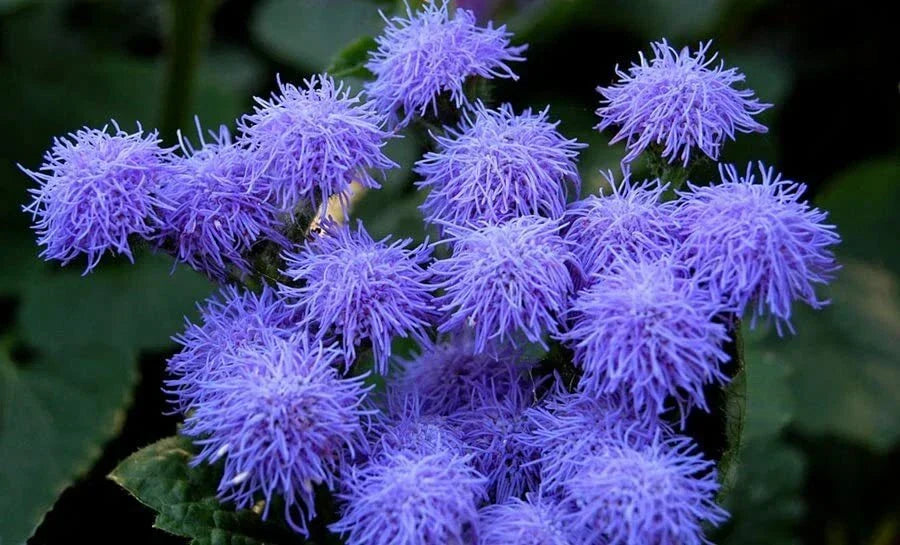 Blue Mink Flossflower Seeds (500 Seeds) - Ageratum houstonianum, Blue Annual Flower Seeds for Planting