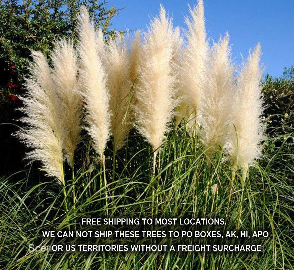 Potted White Pampas Grass 3 Gallon Live Clump - Cortaderia Selloana - Drought-Tolerant Ornamental Grass for Full Sun