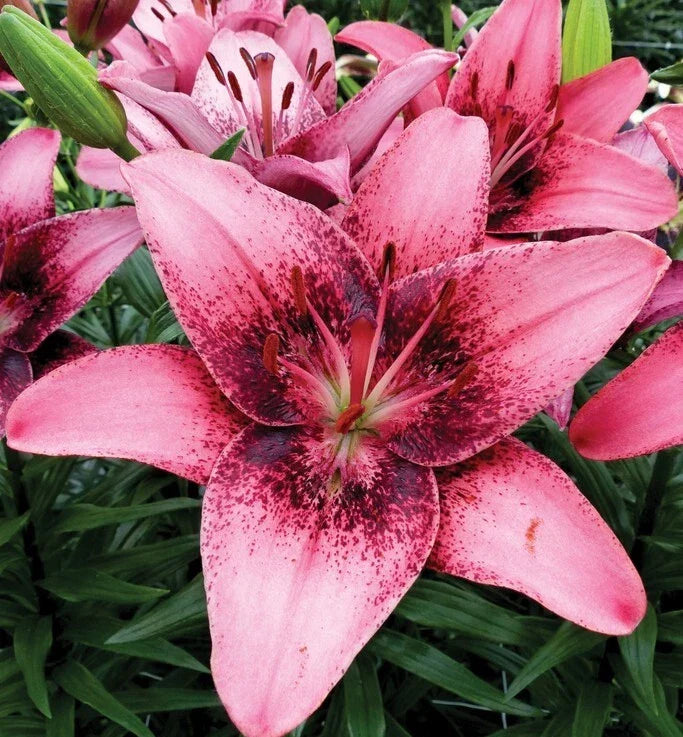 Asiatic Lily Bulb - Large Violet-Pink Blooms - Lilium 'Purple Dream' - Deer Resistant, Easy Care, Zones 3-8