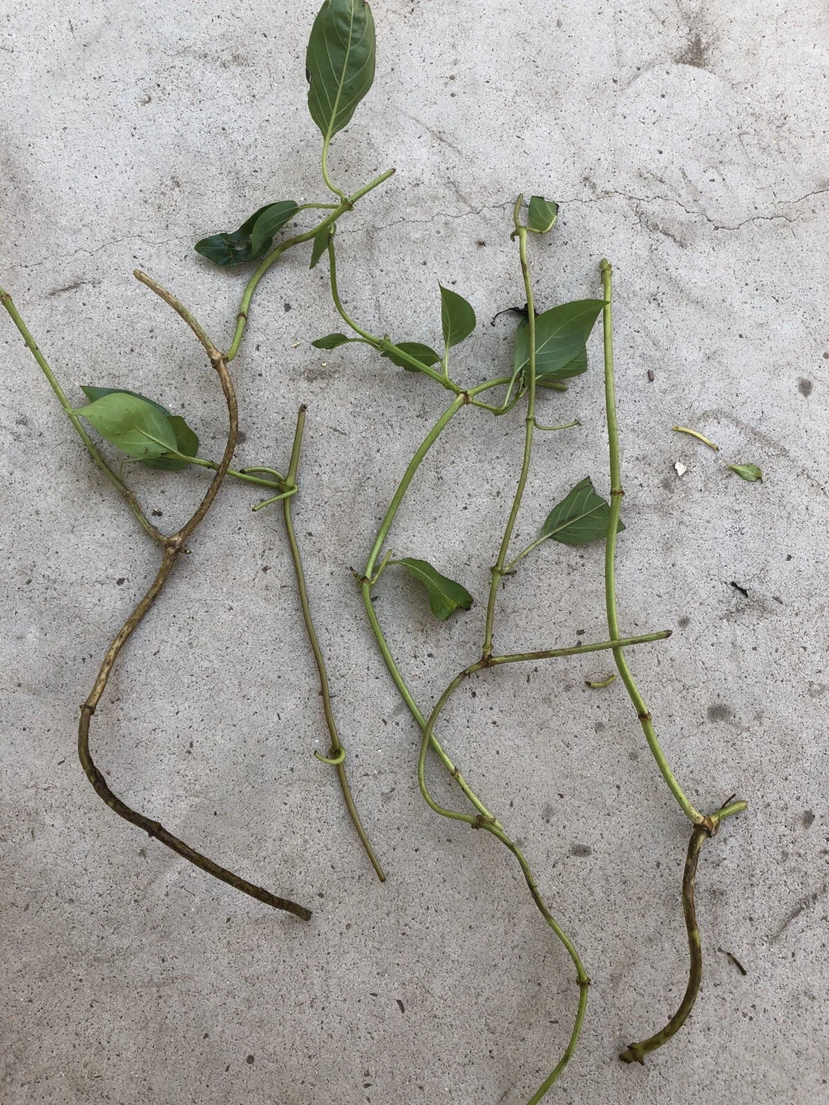 Skunk Vine Fresh Cuttings - 5 Ready-to-Plant Cuttings (Pueraria phaseoloides) - Fast-Growing Climbing Vine for Garden