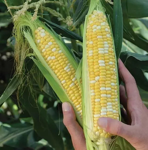 Organic Heirloom Sweet Corn Seeds - 120+ Peaches and Cream - Non-GMO Zea mays - Fresh and Delicious Garden Variety