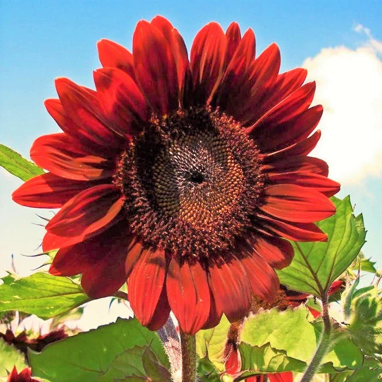 Velvet Queen Sunflower Seeds | Big Red Helianthus | Non-GMO Annual Flower Seeds for Garden Planting 2025