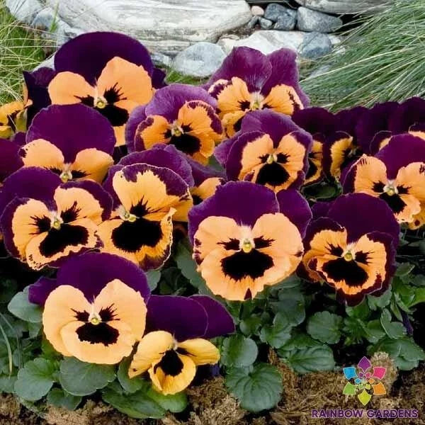 Pansy Seeds Packet - 200+ Inspire Purple & Orange - Viola tricolor var. hortensis - Easy to Grow Annual Flowers