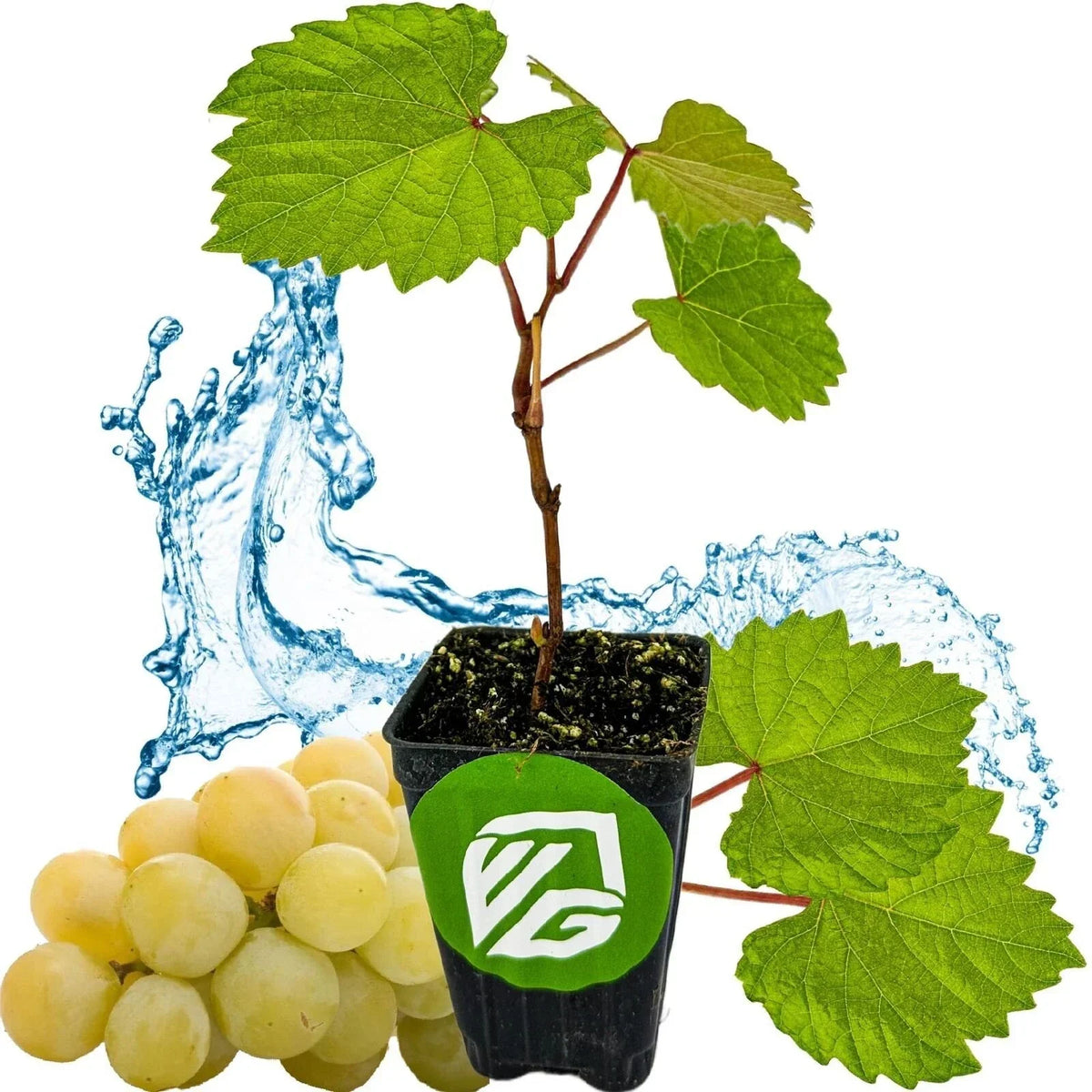Blanc du Bois Grape Live Plant - 3-Inch Pot - Vitis labrusca - Hardy Grapevine for Home Garden, Fresh Grapes & Attractive Foliage
