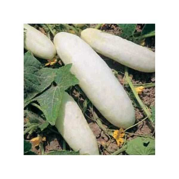 Heirloom Cucumber Seeds - 25 Pack - White Wonder Variety - Cucumis sativus - Non-GMO, High Yield, Perfect for Salads