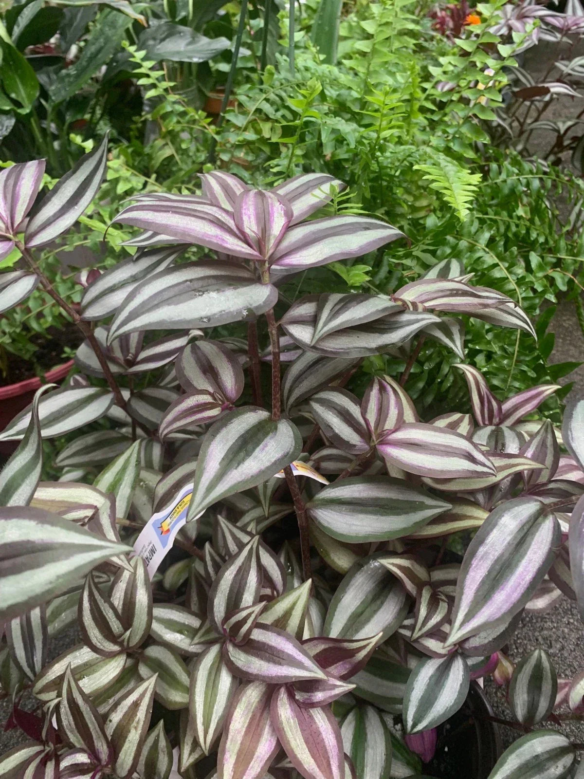 Wandering Jew Plant in 4" Pot | Tradescantia Zebrina | Purple and Green Striped Foliage | Easy Care Houseplant
