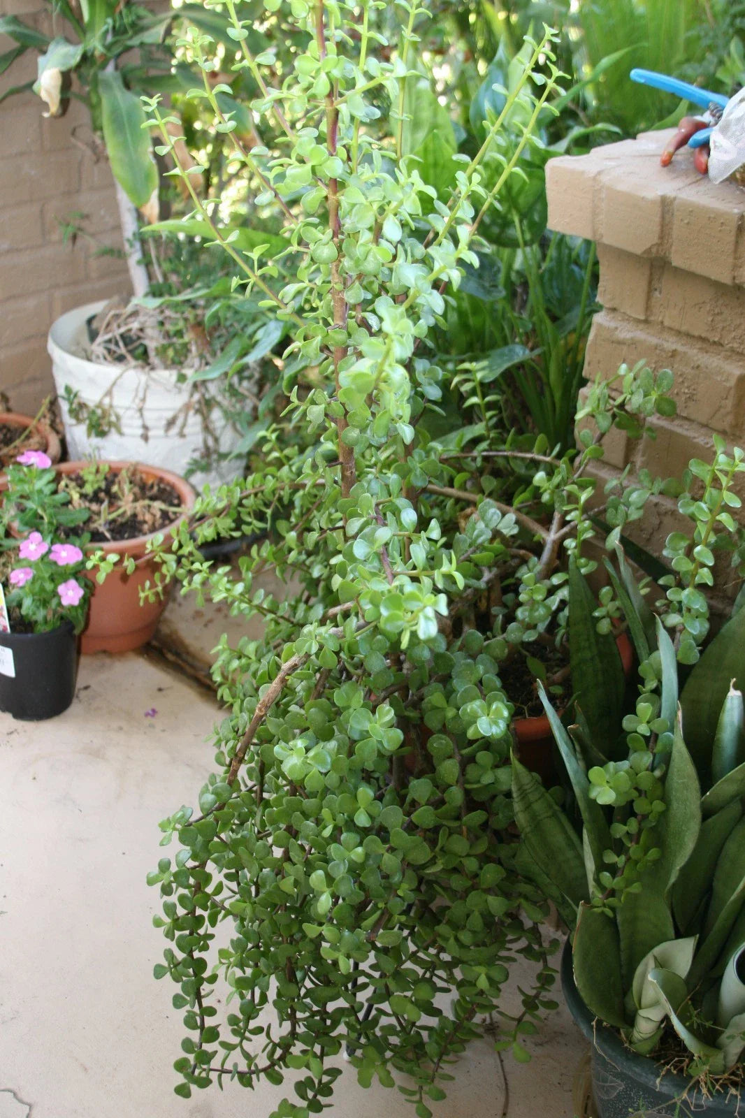 Fresh Stems Elephant Bush Succulent 5 Pack - Portulacaria Afra - Drought-Tolerant Indoor/Outdoor Plant Cuttings