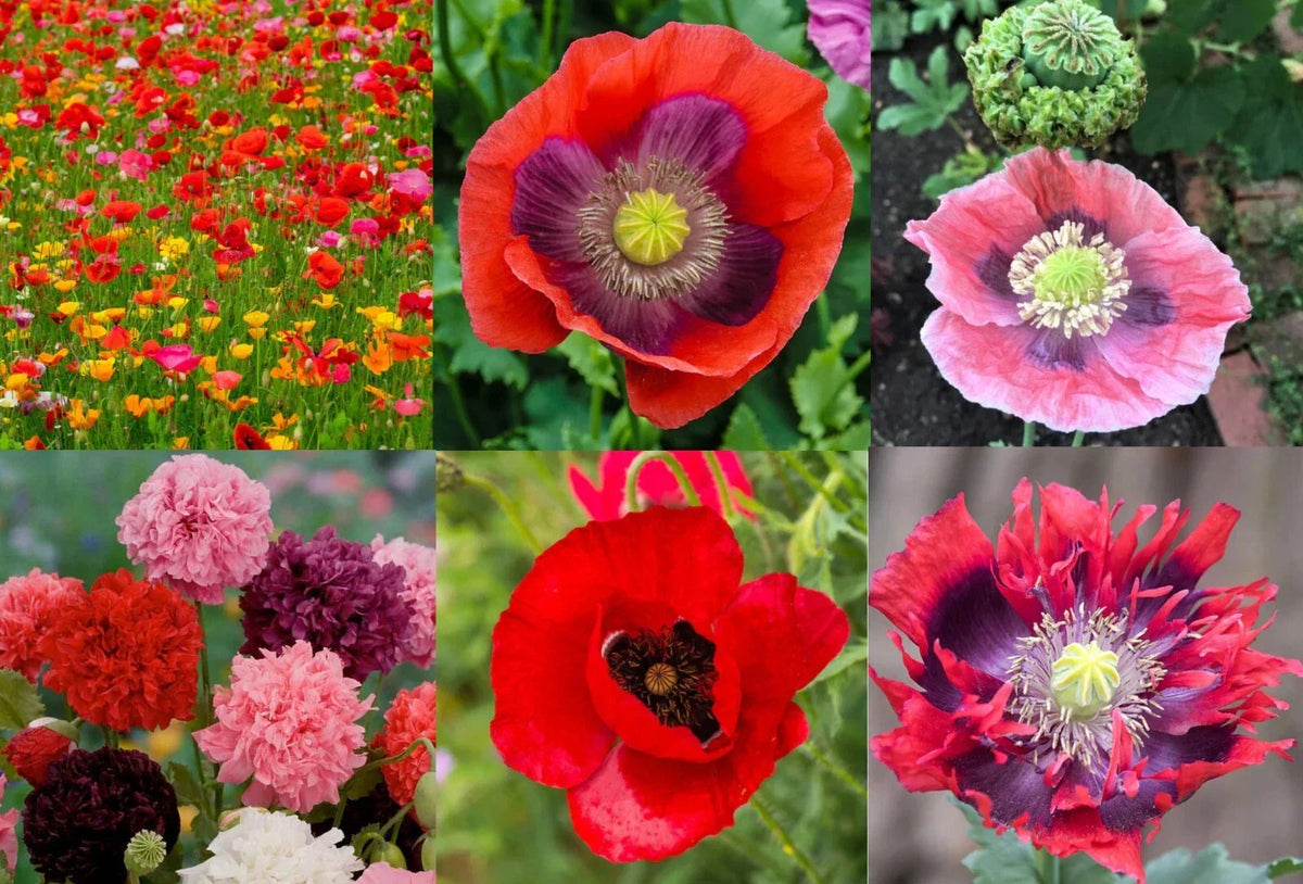 Landscaper's Pack Poppy Mix 5000 Seeds Non-GMO Breadseed Papaver somniferum, Colorful Blooms for Gardens and Landscapes