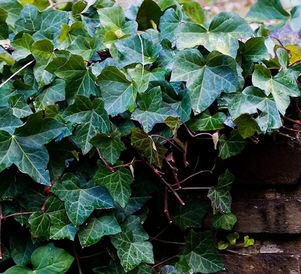 25 English Ivy Rooted Cuttings 6-8 Inches | Ground Cover Plant | Hedera helix | Ideal for Hanging Baskets & Indoor Decor