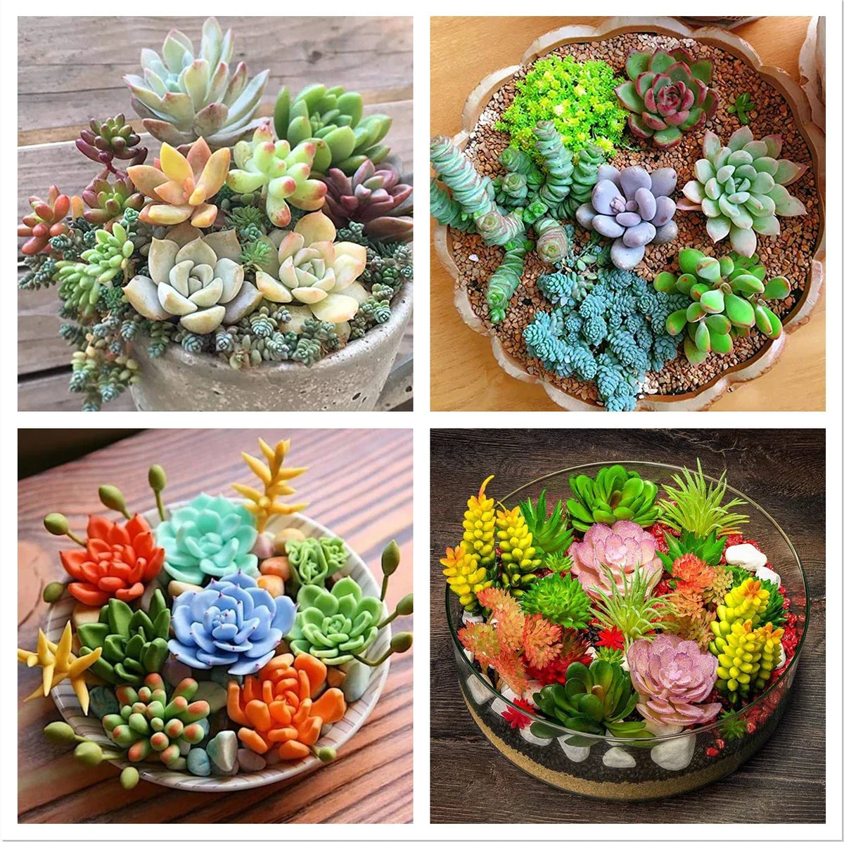 100pcs Rare Succulent Seeds Mix for DIY Bonsai & Ornamental Plants, Various Species, Indoor/Outdoor Gardening
