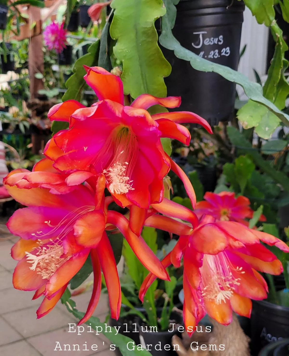 Epiphyllum Cuttings 8-10 Inches Jesus Variety Orchid Cactus Epiphyllum spp. Unrooted for Propagation and Collectors