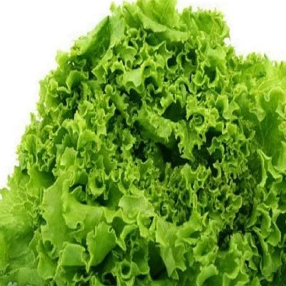 Organic Heirloom Lettuce Seeds - Salad Bowl Variety, 150+ Non-GMO Seeds, Lactuca sativa for Home Gardening