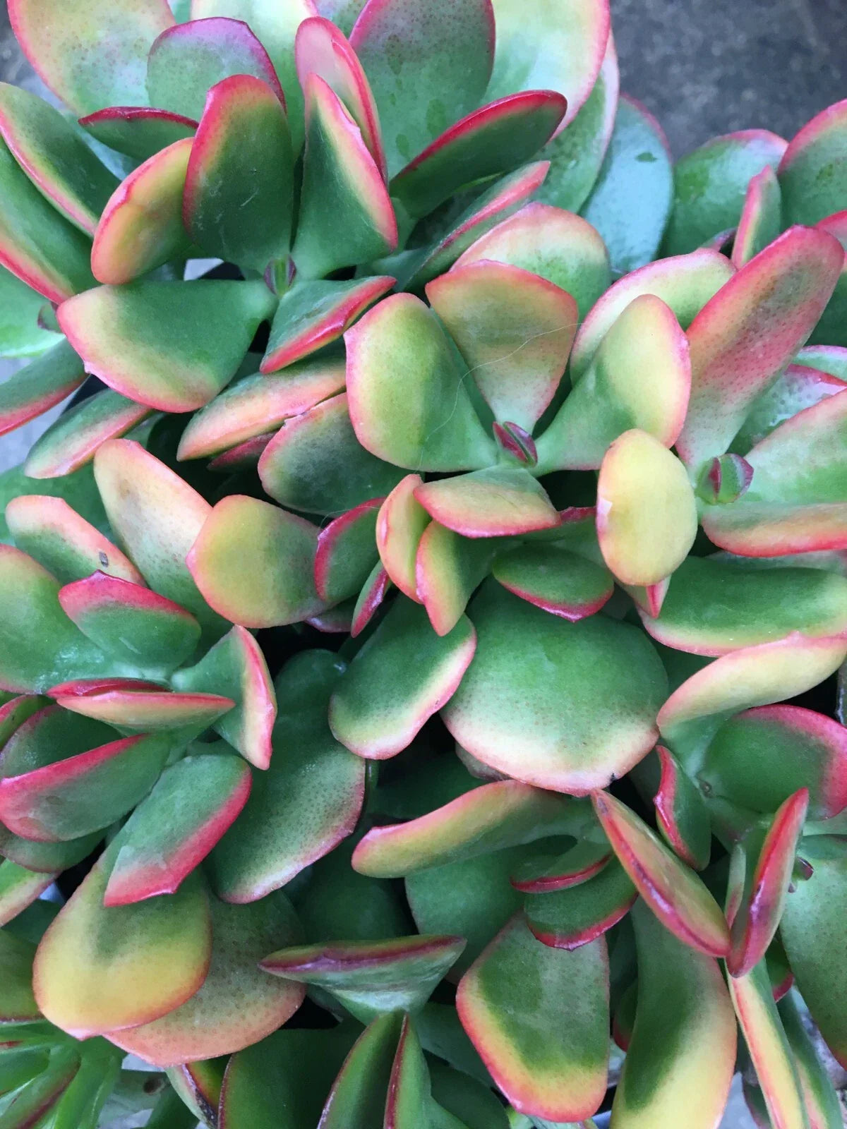 Jade Plant Cutting - Crassula ovata 'Hummel's Sunset' - Colorful Perennial Succulent for Indoor/Outdoor Gardening