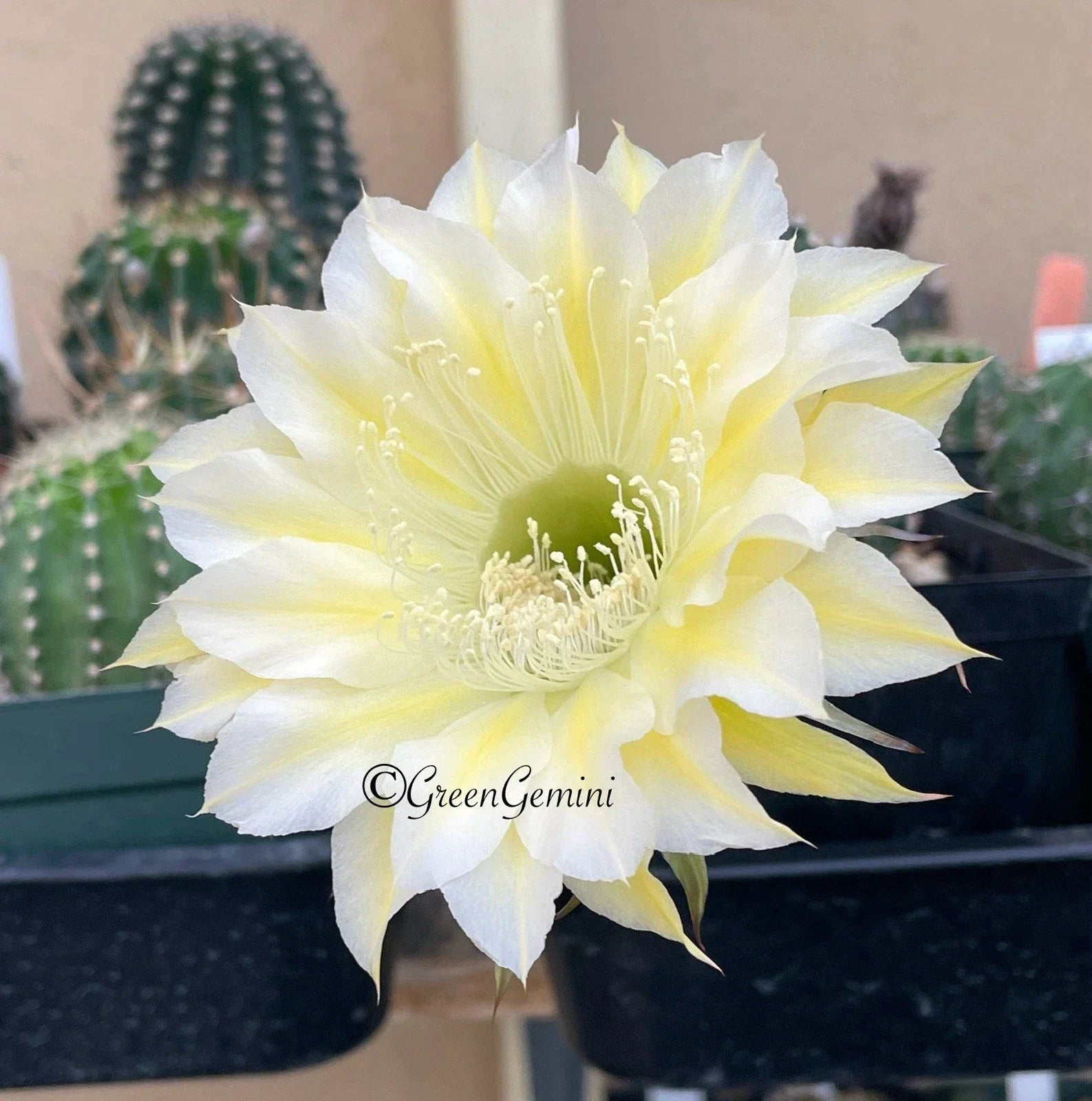 Echinopsis Bourne Lace Cactus Pups - Rooted Succulent Plants - European Hybrid - Easy Care Indoor Decor