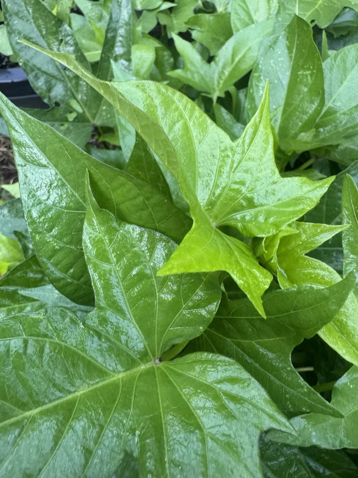 Okinawan Sweet Potato Slips - 5 Unrooted Cuttings - Heirloom Variety - Ipomoea batatas - Ideal for Home Gardens