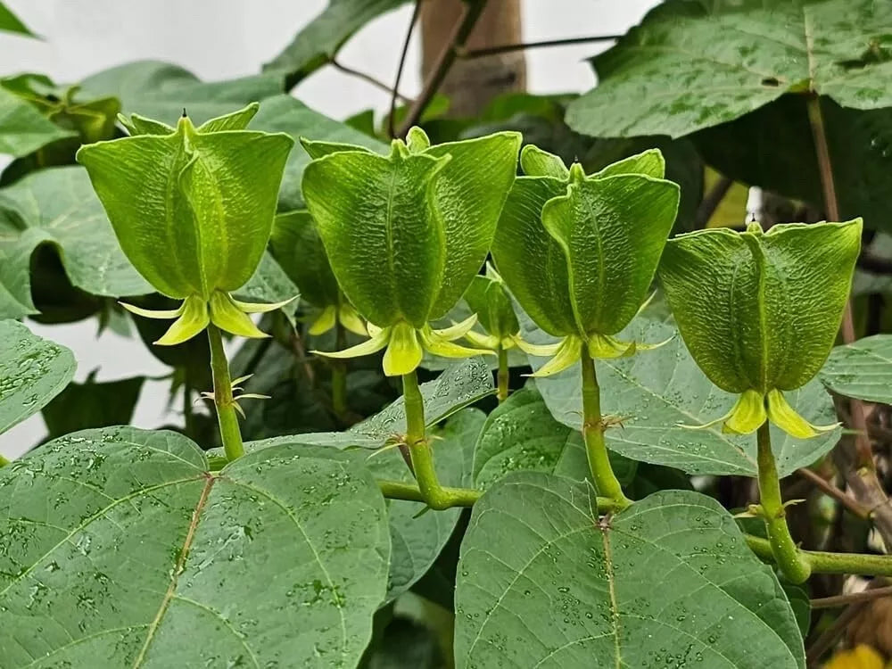 Devils Cotton Seeds 30 Pack - Abroma augusta - Rare Flowering Plant Seeds for Gardens - Unique Foliage & Showy Blooms