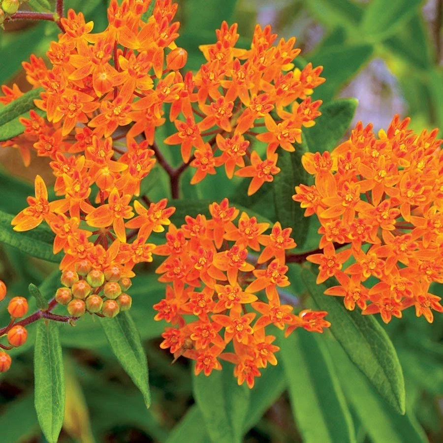 Butterfly Weed Seeds - Orange Milkweed, Pollinator Friendly, Asclepias tuberosa, 100 Seeds, Eco-Friendly Garden Addition