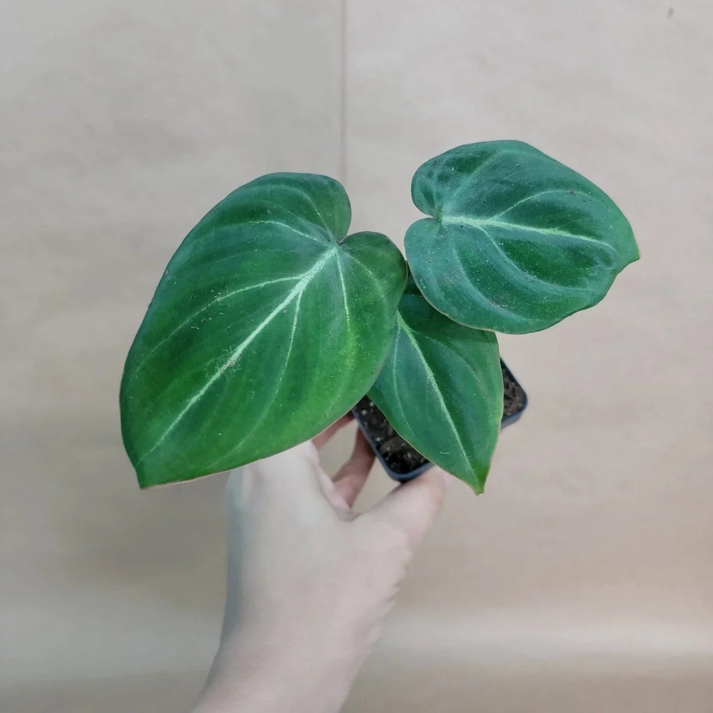 Philodendron Gloriosum Plant - 4” Velvet Aroid - Rare Houseplant, Healthy Rooted Live Plant - Philodendron gloriosum