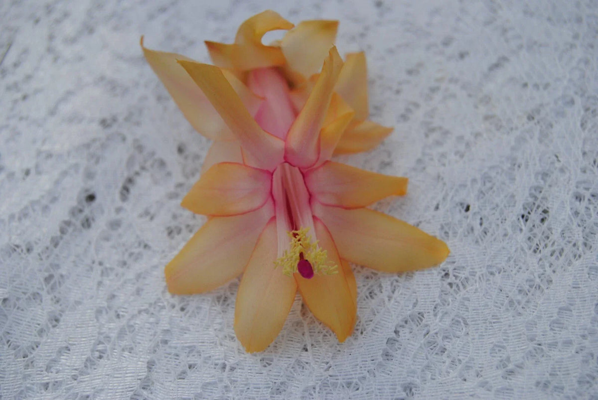 Christmas Cactus Starter Plant - Small Schlumbergera Truncata - Healthy Well-Rooted Indoor Plant for Home Decor or Gifting