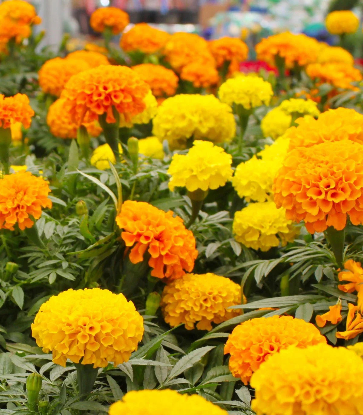 Crackerjack Marigold Seeds - 25+ Pack - Bright Orange & Yellow Blooms - Tagetes erecta - USA Grown