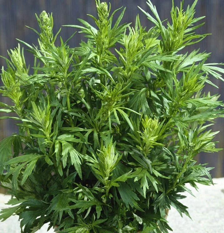 500+ Mugwort Seeds, Culinary Medicinal Herb, Artemisia vulgaris, USA Grown, Perennial Plant