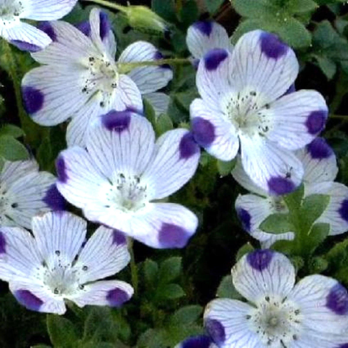 Five Spot Seeds - 125 Purple Flower Seeds - Nemophila maculata - Unusual Eye-Catching Blooms for Garden and Containers