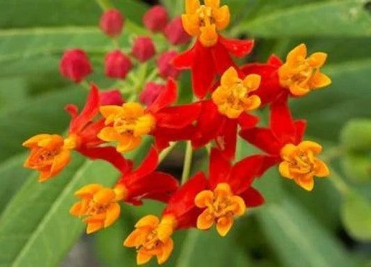 Bloodflower Seeds - 50 Fresh Sunset Flower Seeds - Asclepias curassavica - Attracts Butterflies - Easy to Grow