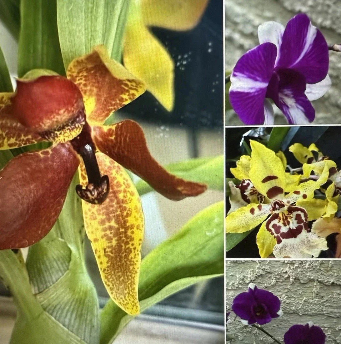 Mixed Orchid Bulb Collection - 10 Premium Plants - Orchidaceae - Indoor Gardening, Bright Colors, Easy Care