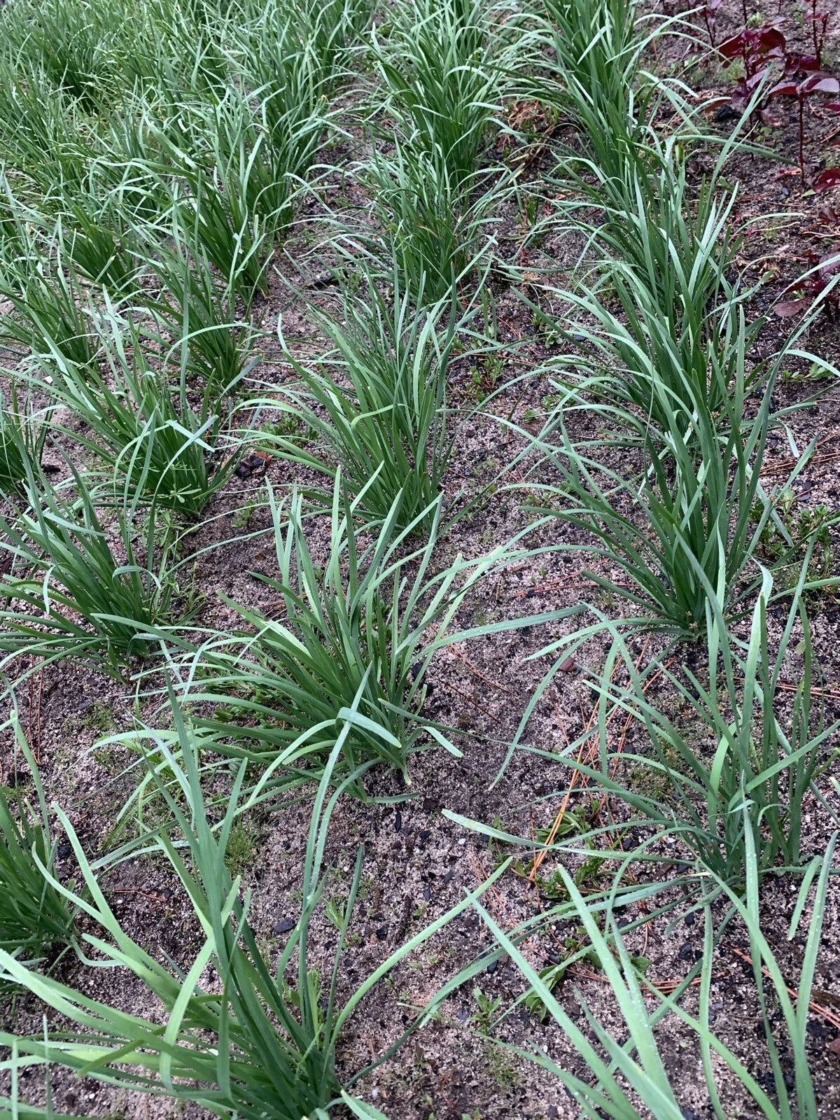 Organic Garlic Chives Leek Plant - 55 Bare Root Stalks - Allium tuberosum - Non-GMO Culinary Herb for Garden or Container