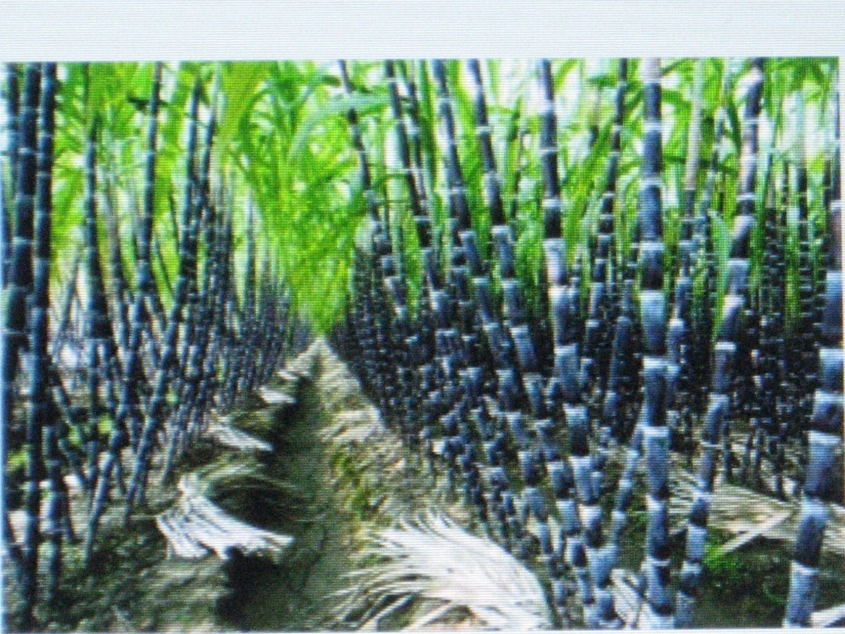 Sugar Cane Seeds - Rum Variety - Saccharum officinarum - Ideal for Syrup & Rock Candy Production - Non-GMO Packet