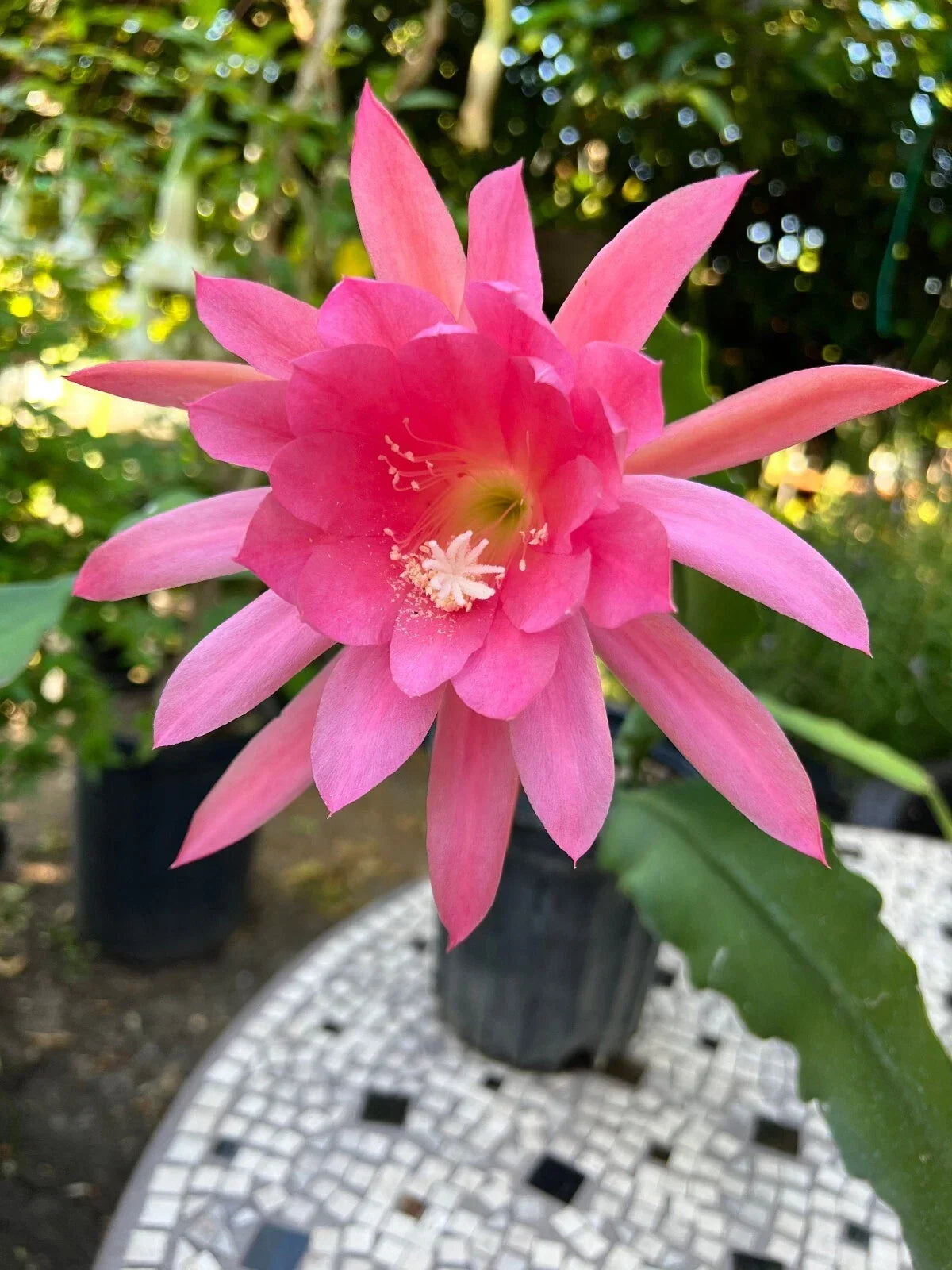 Live Orchid Cactus 4" Pot Pink Blooms Rare Epiphyllum Plant - Exotic Indoor Outdoor Garden Decor