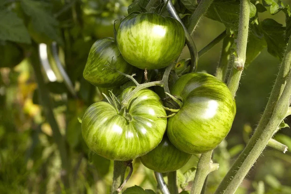 Green Zebra Tomato Seeds - Bi-Colored, NON-GMO Heirloom Variety - Solanum lycopersicum
