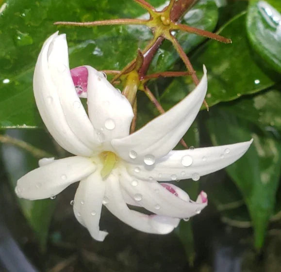 Angel Wing Jasmine Starter Plant 5-7" Pair - Jasminum nitidum - Fragrant White Blooms - Tropical Vining Plant for Home Garden
