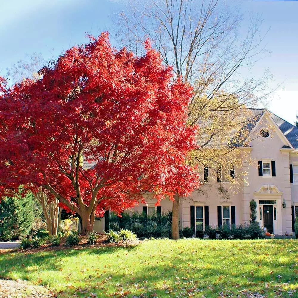 Red Japanese Maple Tree Seeds - 10 Pack - Acer palmatum atropurpureum - Cold Hardy Bonsai Plant - Easy to Grow