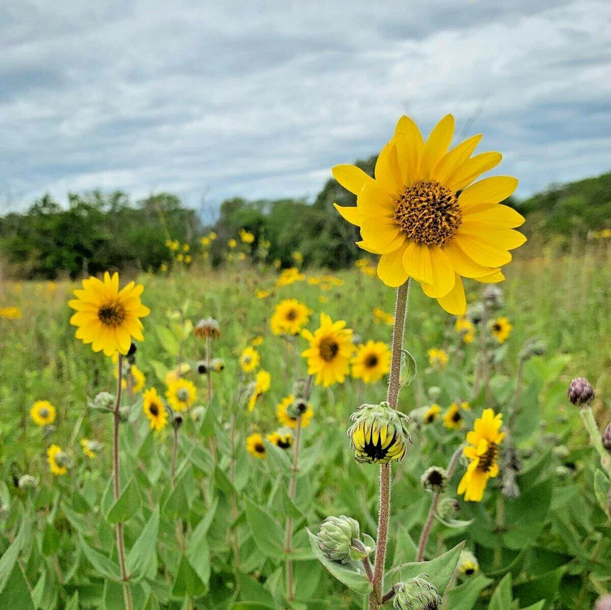 Downy Sunflower Seeds - 101+ Pack, Native Prairie Wildflower, Drought-Tolerant Summer & Fall Blooms (Helianthus mollis)