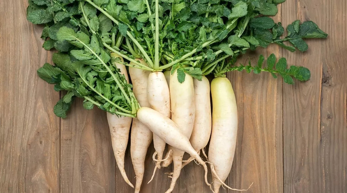 White Icicle Radish Seeds - 500+ Count - Raphanus sativus - Non-GMO, USA Grown, Fast-Growing, Crisp & Mild Flavor